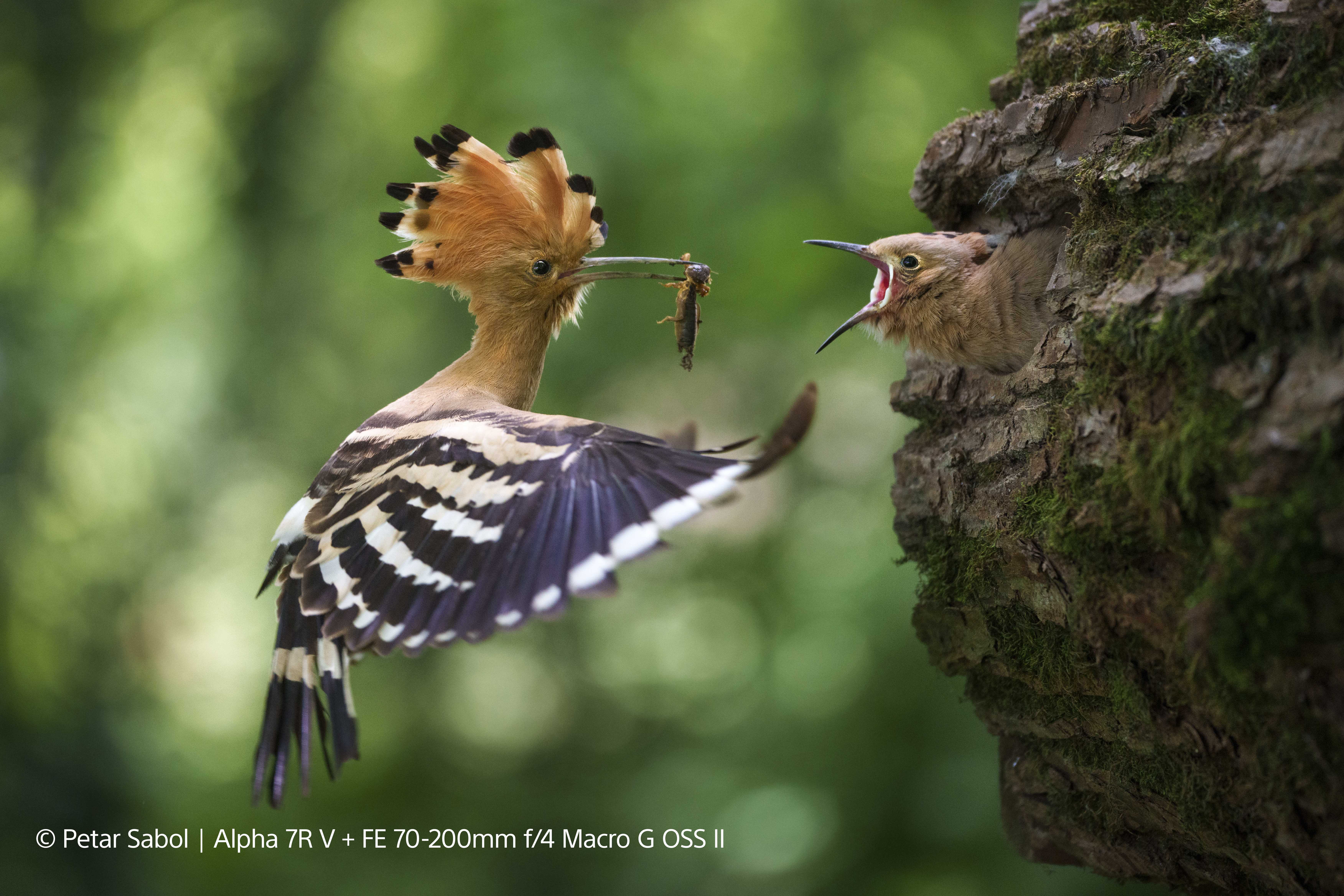 2-petar-sabol-vx8036-sample2