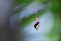 aznar-sony-alpha-7RM3-a-larva-hangs-in-an-orange-net-250x167