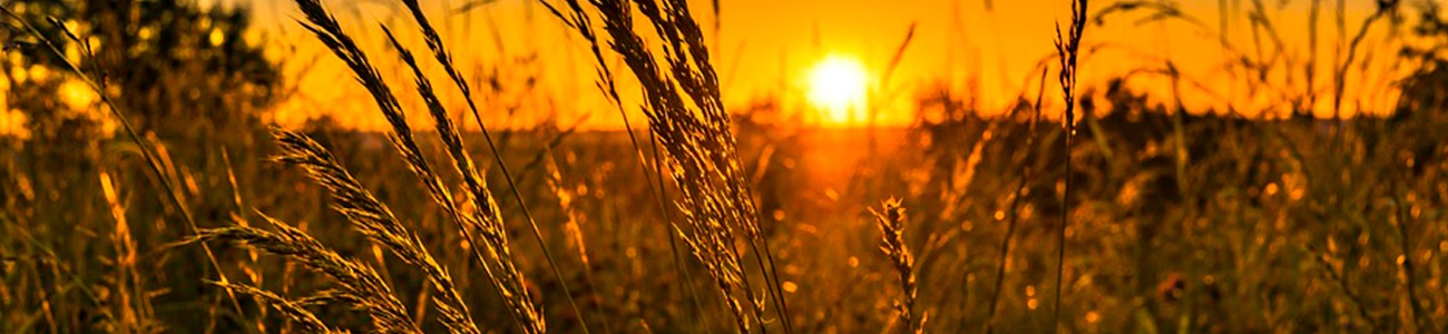 Gegenlichtblende-Titelbild-1