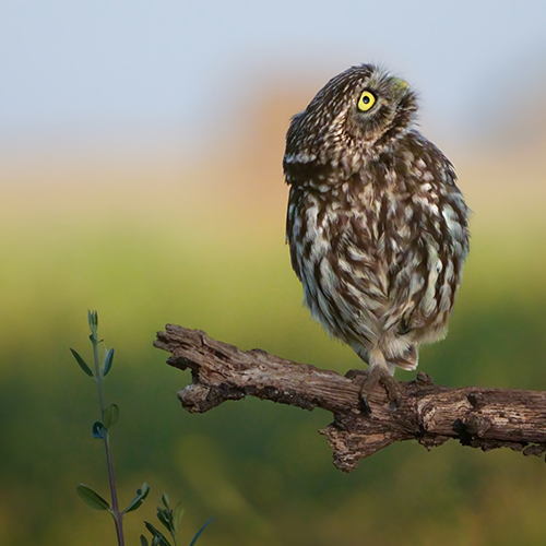 Sony-Alpha-6700-Schwarz-2jSJMLJKR6K4X1