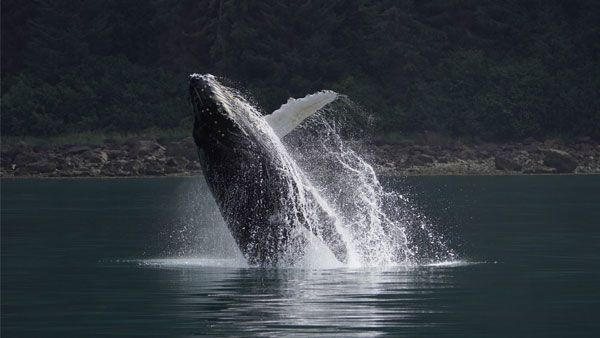 sony-fe-200-600mm-objektiv-whale