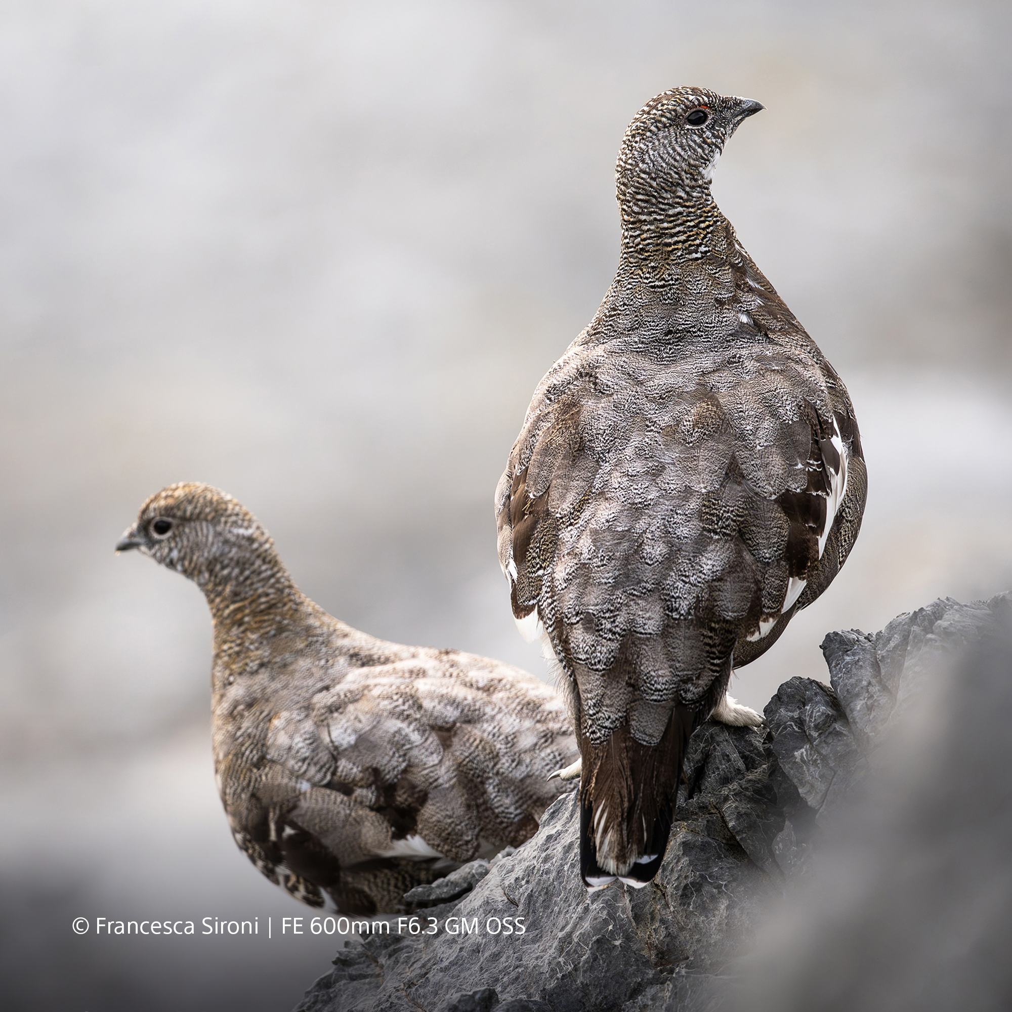 Sony FE 600mm f/6.3 GM OSS Objektiv