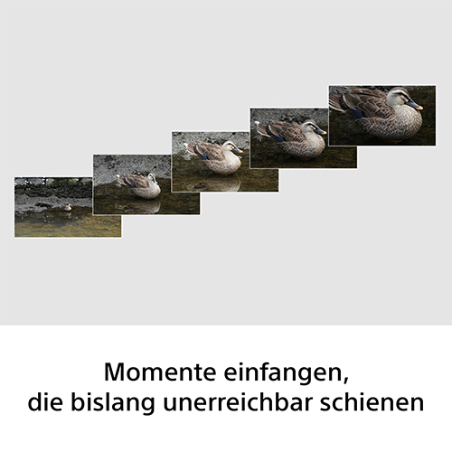 Zoomvergleich einer Ente von 100mm bis 400mm Brennweite