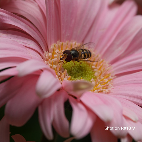 Detailreiche Makroaufnahme einer Biene auf einer pinken Blüte.