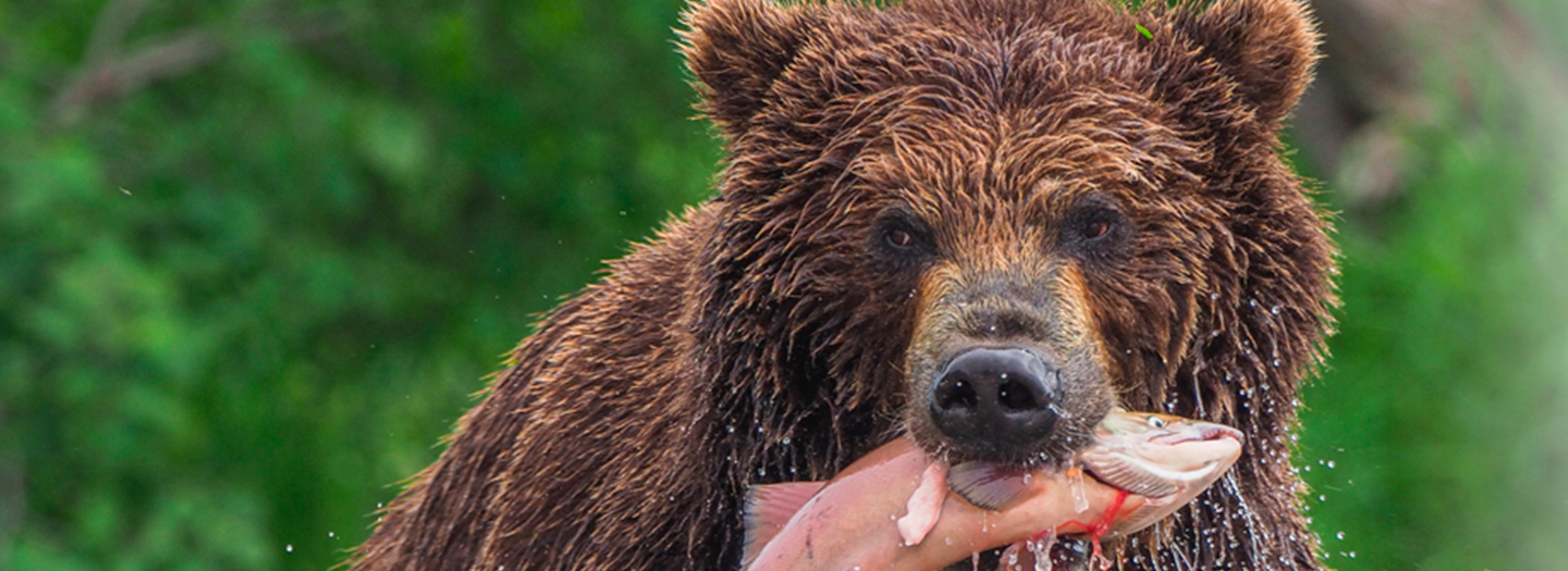 Tierfotografie mit der Olympus-D E-M1 Mark II Olympus06