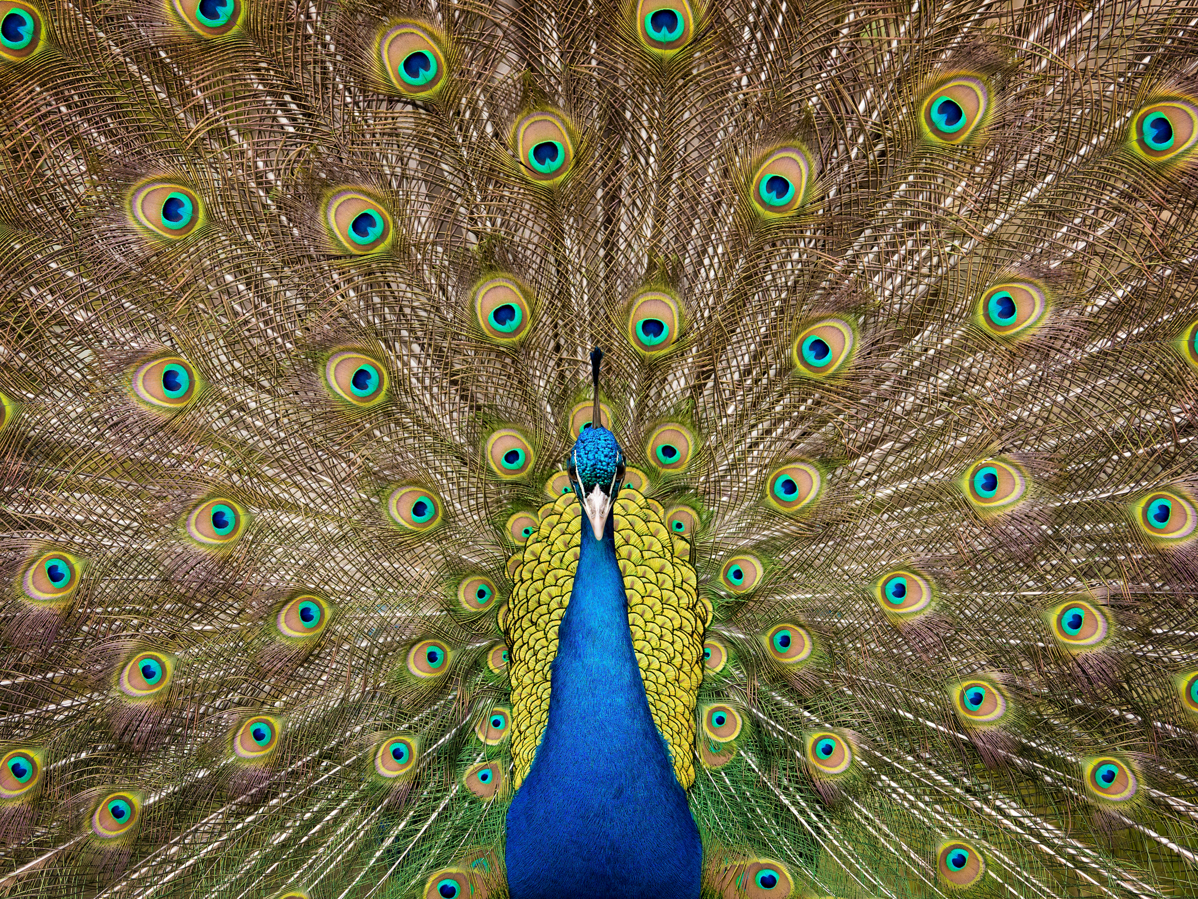 Die Olympus E-M1 Mark II und die Tierwelt Ward01