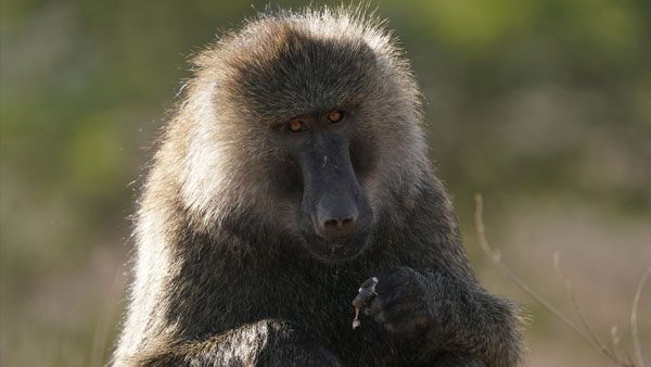 sony-fe-200-600mm-objektiv-ape