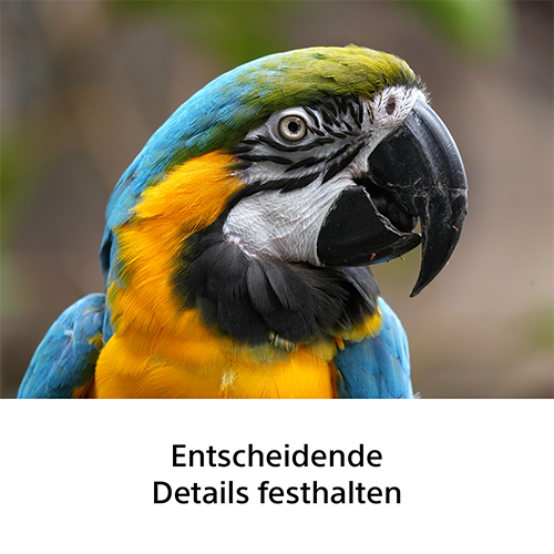 Detailreiche Nahaufnahme eines Gelbbrustaras mit Sony FE 100-400mm