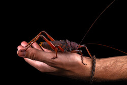 aznar-sony-alpha-7RM3-a-large-bug-clinging-to-a-mans-arm-against-a-dark-background-250x167