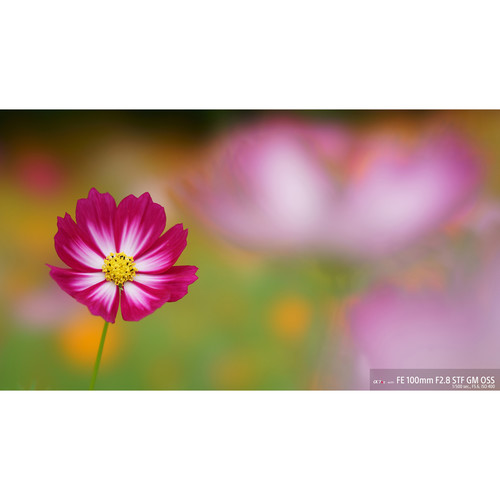 sony-fe-100mm-f2-8-stf-gm-oss-vollformat-objektiv-bild