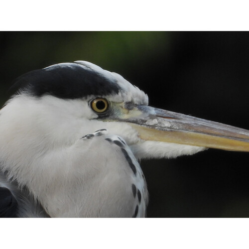 Nikon COOLPIX P1100 für Vogelbeobachtung – Hol dir scheue Vögel nah heran und halte sie fest