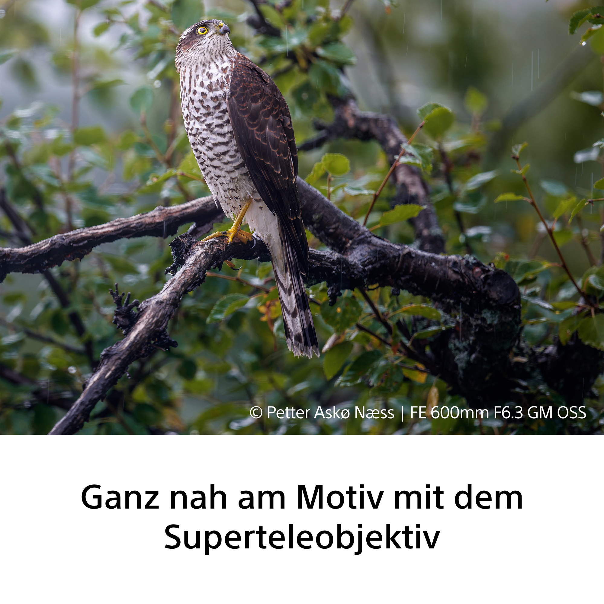 Sony FE 600mm f/6.3 GM OSS Objektiv