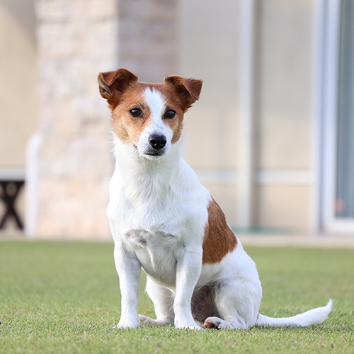 Canon-RF-S-55-210mm-f5-0-7-1-IS-STM-Objektiv-3