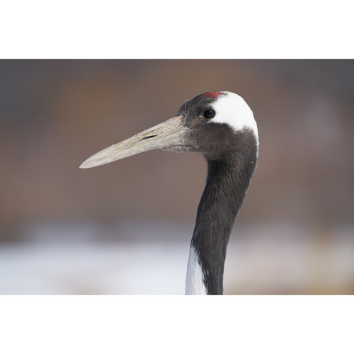 sony-fe-100-400mm-f4-5-5-6-gm-oss-beispiel