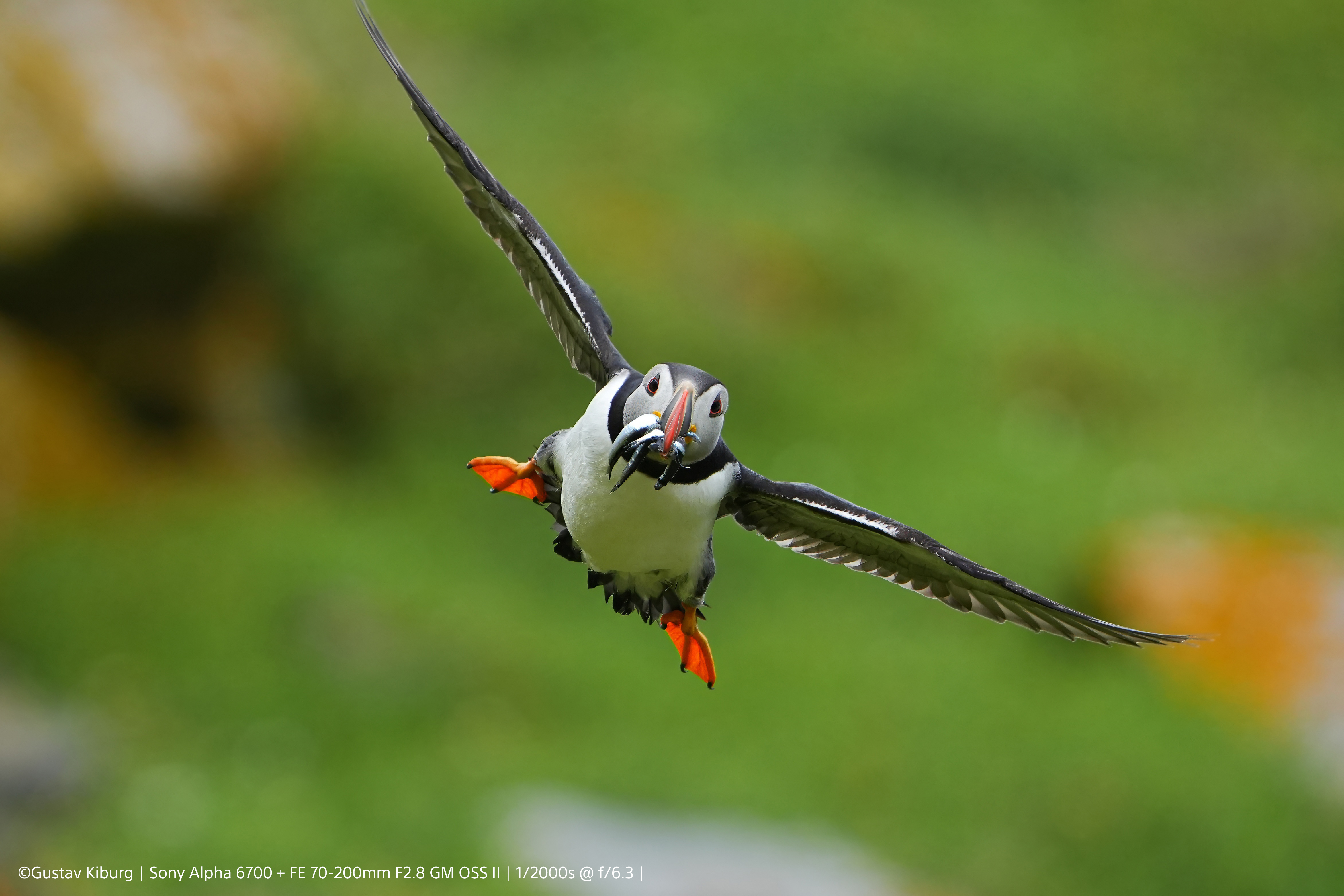 5-Gustav-Kiburg-Sony-Alpha-6700-FE-70-200mm-F2-8-GM-OSS-II-1-2000s-f-6-3-ISO-800