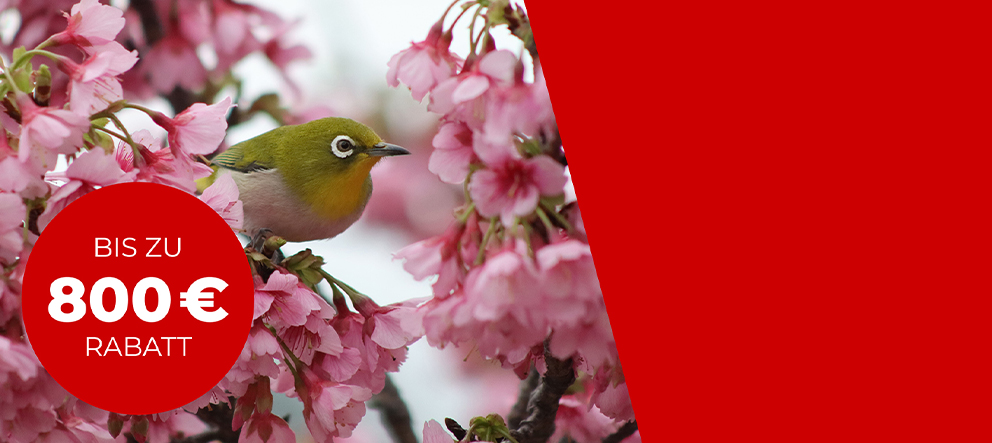 Canon Frühlingserwachen Aktions-Karte: Jetzt bis zu € 300 Cashback sichern.