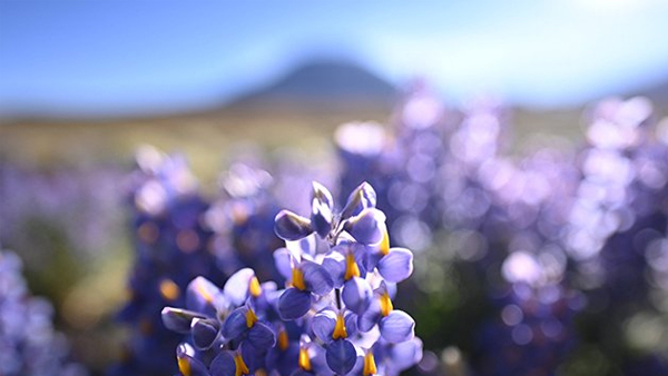 nikon-z-20mm-objektiv-macro-example