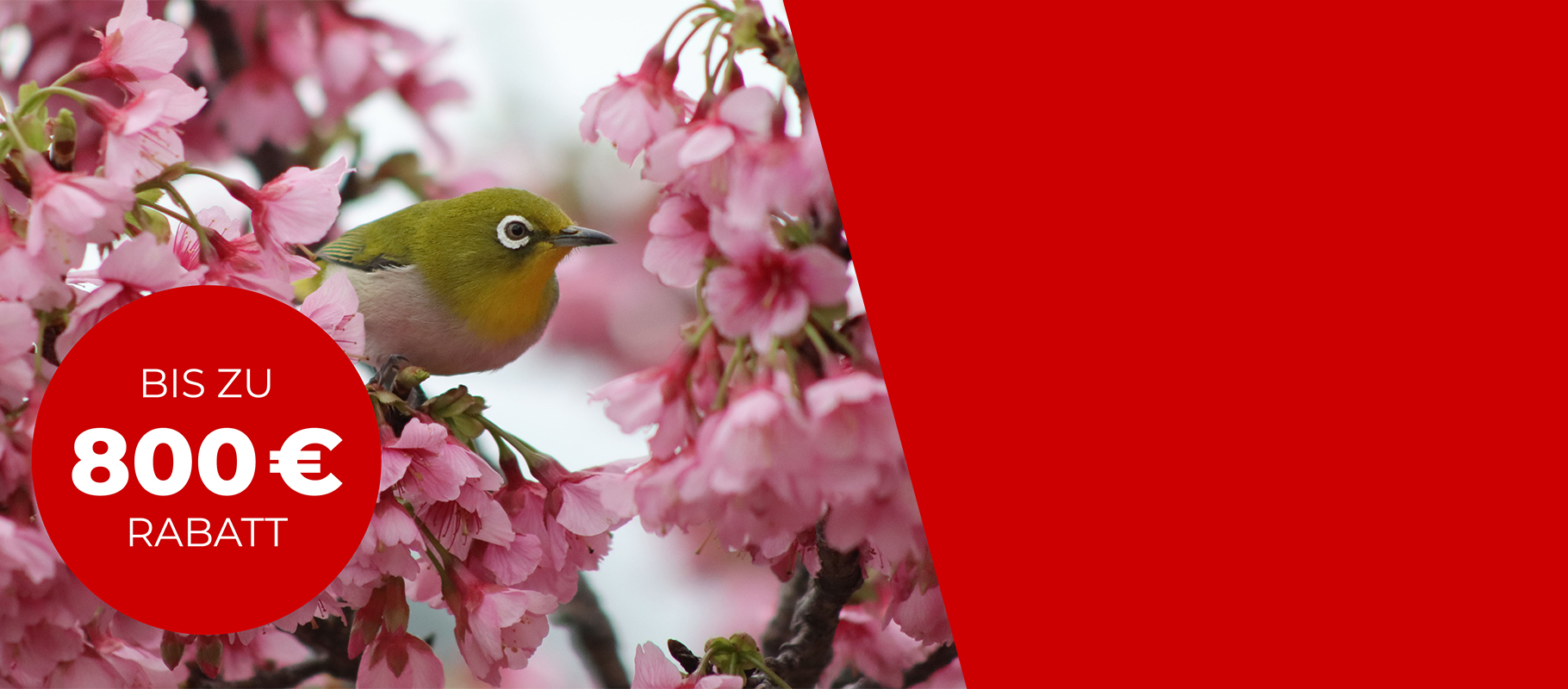 Canon Frühlingserwachen Desktop-Banner: Bis zu € 300 Cashback auf EOS R & RF Produkte.