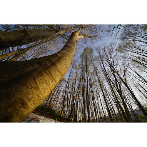 sony-fe-16-35mm-f2-8-g-master-objektiv-baum