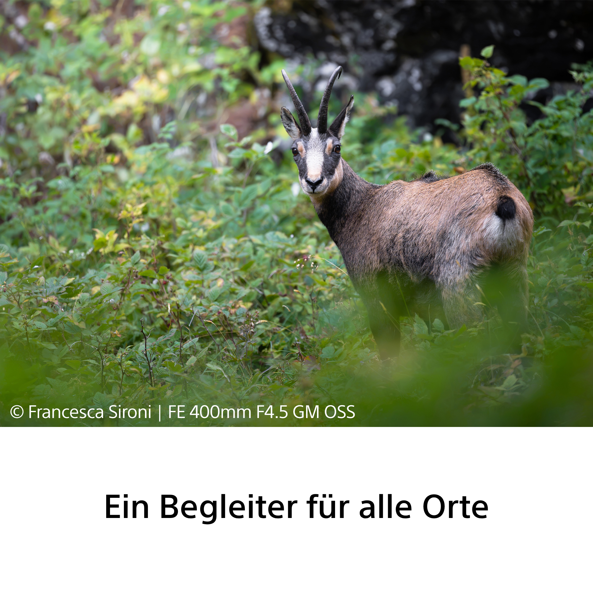 Sony FE 400mm f/4.5 GM OSS Objektiv
