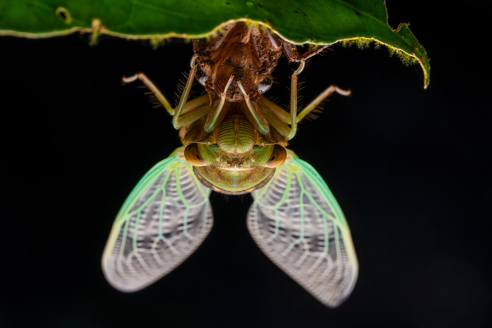 aznar-sony-alpha-7RM3-close-up-of-a-winged-bug-hanging-upside-down-under-a-leaf-1000x667