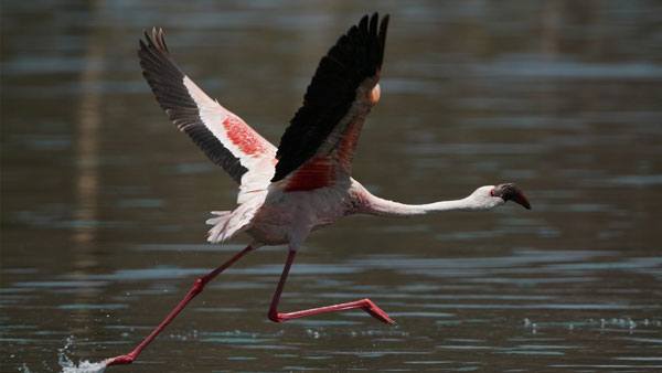sony-fe-200-600mm-objektiv-bird