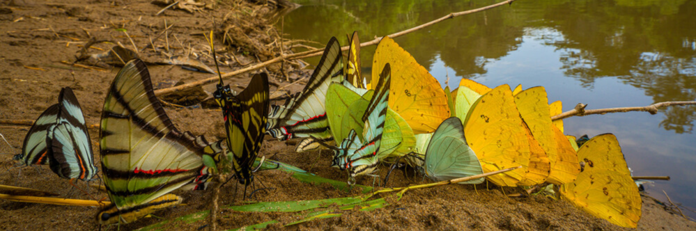 Aus dem Leben eines Krabbeltiers aznar-sony-alpha-7RM4-a-group-of-butterflies-relaxing-by-the-side-of-a-pond-1000x667