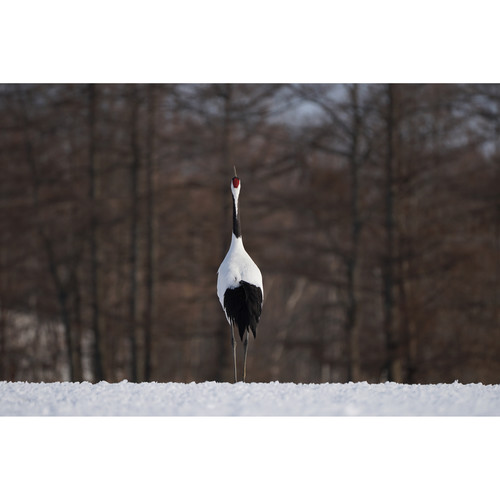 sony-fe-100-400mm-f4-5-5-6-gm-oss-vogel