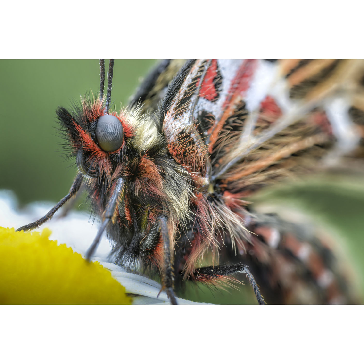 Laowa_100_2-8_APO_5UmiHo6l1osvpa