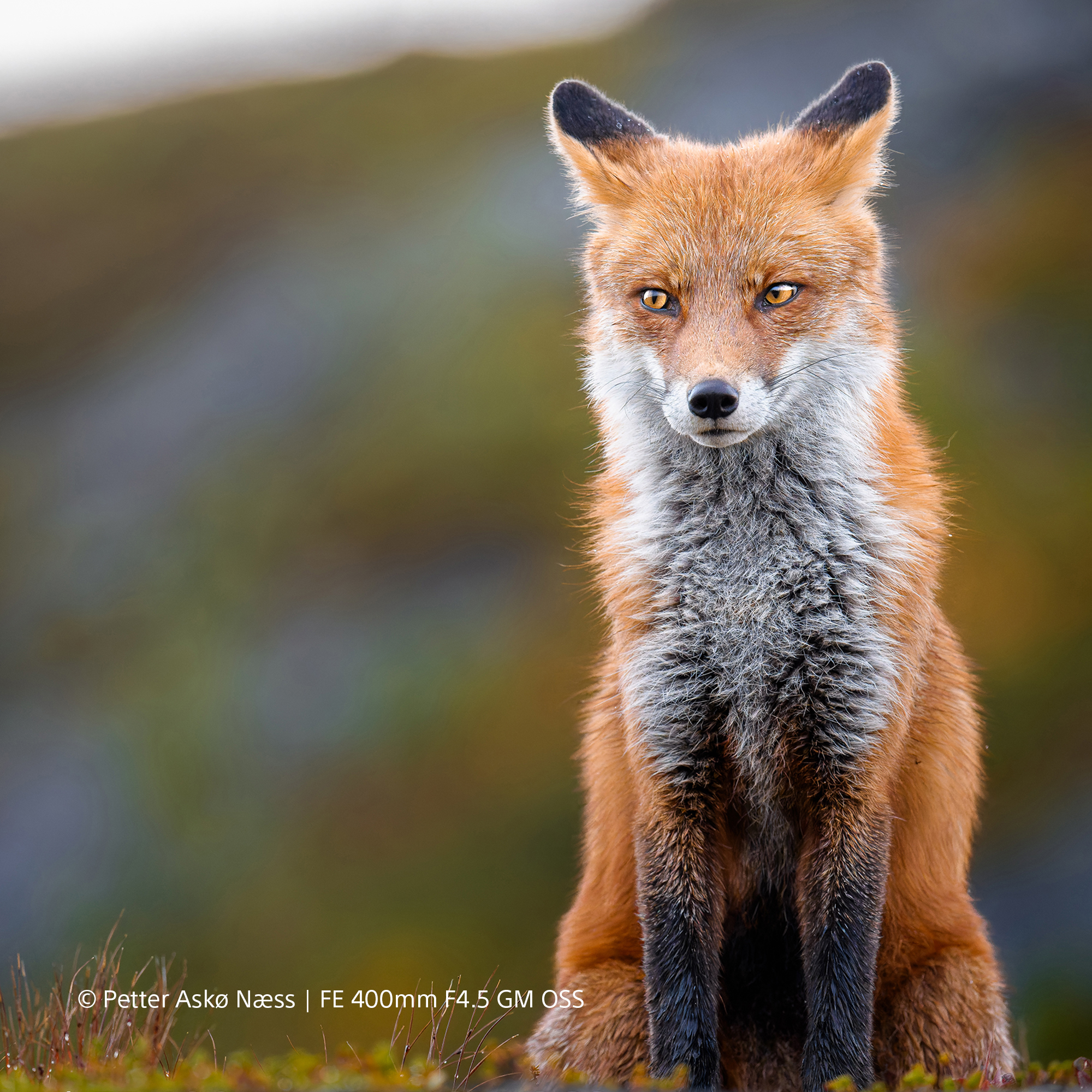Sony FE 400mm f/4.5 GM OSS Objektiv
