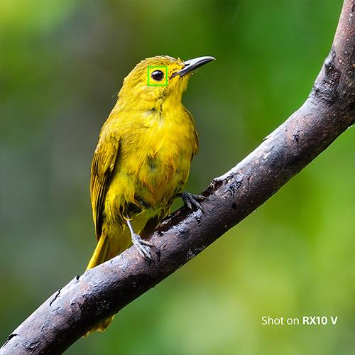 KI-Autofokus der Sony RX10 V trackt das Auge eines gelben Vogels.