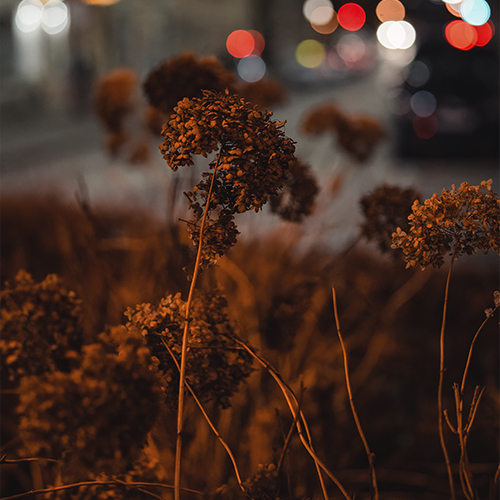 Sony-FE-50mm-f1-4-G-Master-Objektiv_6