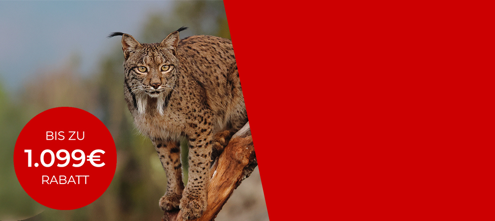 Hochkant-Sujet Canon „Wild auf Angebote“: Jetzt bis zu 1.099 € bei Canon Kameras und RF-Objektiven sparen.