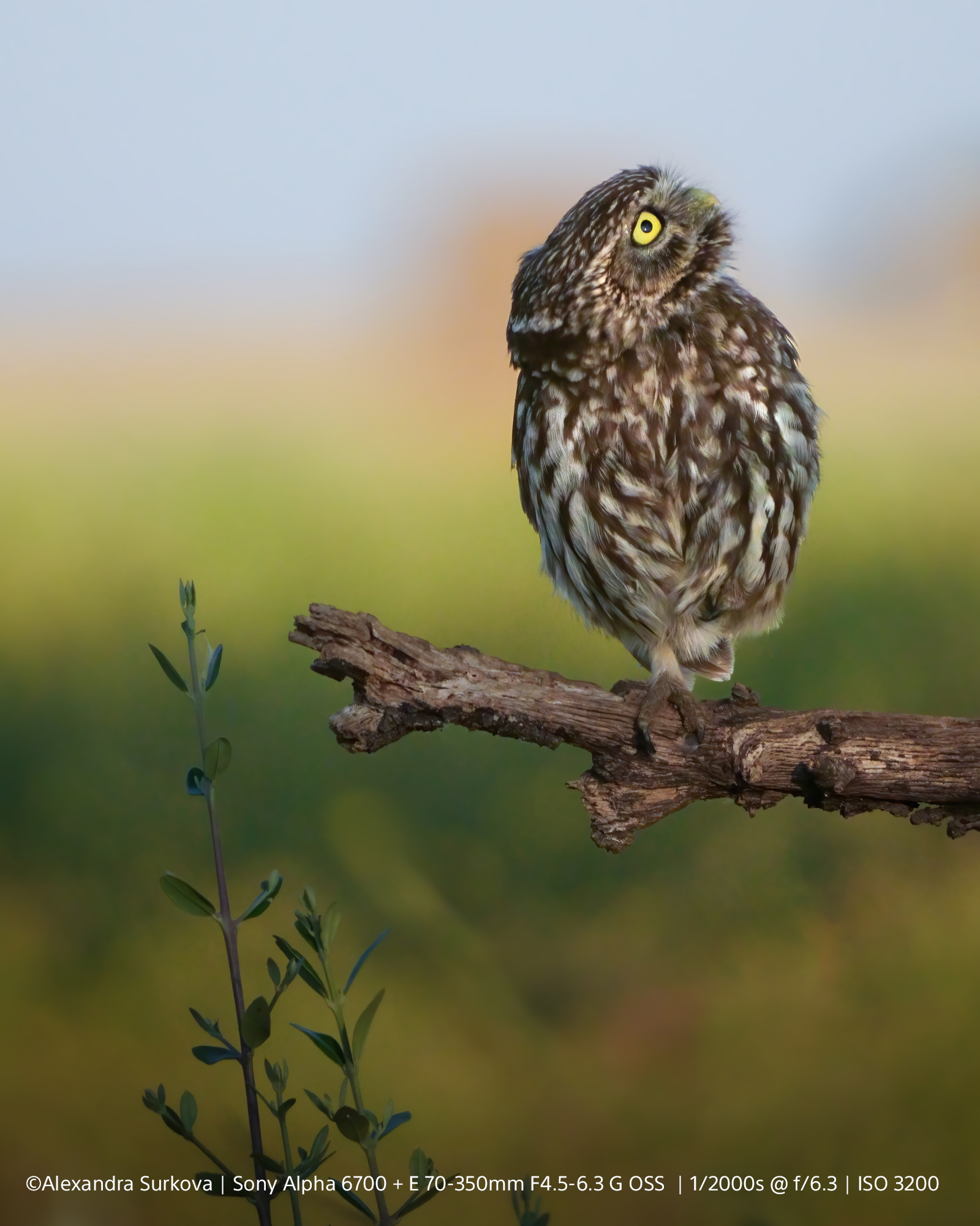 7-Alexandra-Surkova-Sony-Alpha-6700-E-70-350mm-F4-5-6-3-G-OSS-1-2000s-f-6-3-ISO-3200-NOT-MANDATORY2NfT9zraEE1hq