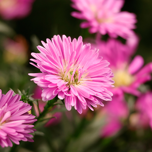 Canon-RF-S-55-210mm-f5-0-7-1-IS-STM-Objektiv-5