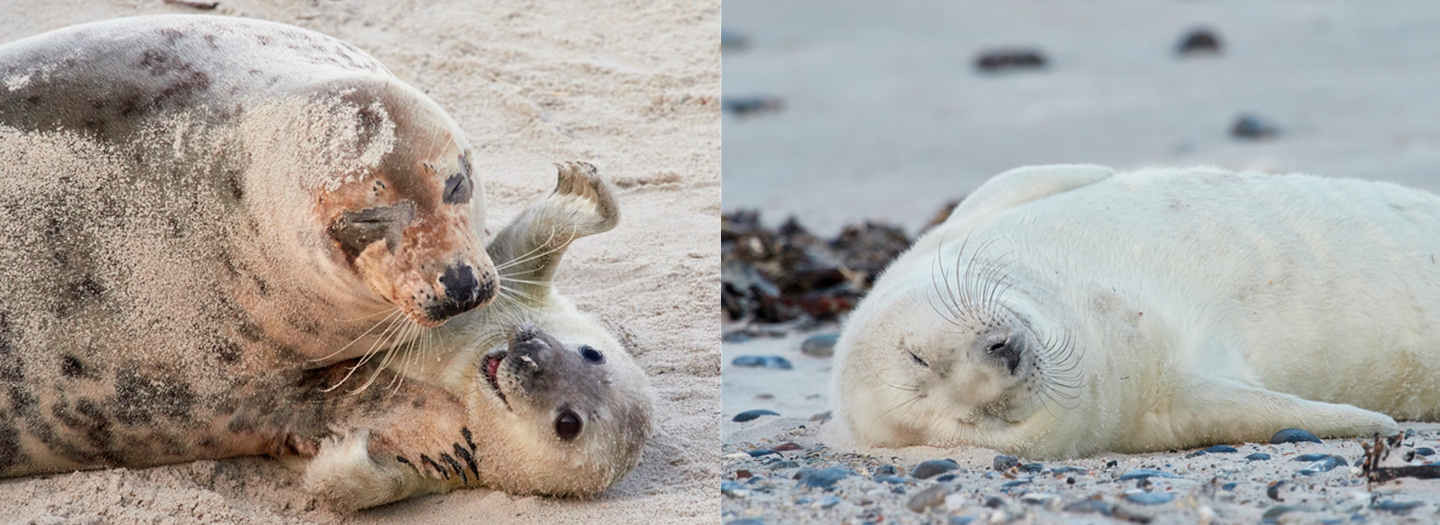 Tierfotografie mit Olympus Kameras auf der Insel Helgoland Tierfotografie mit Olympus Kameras auf der Insel Helgoland