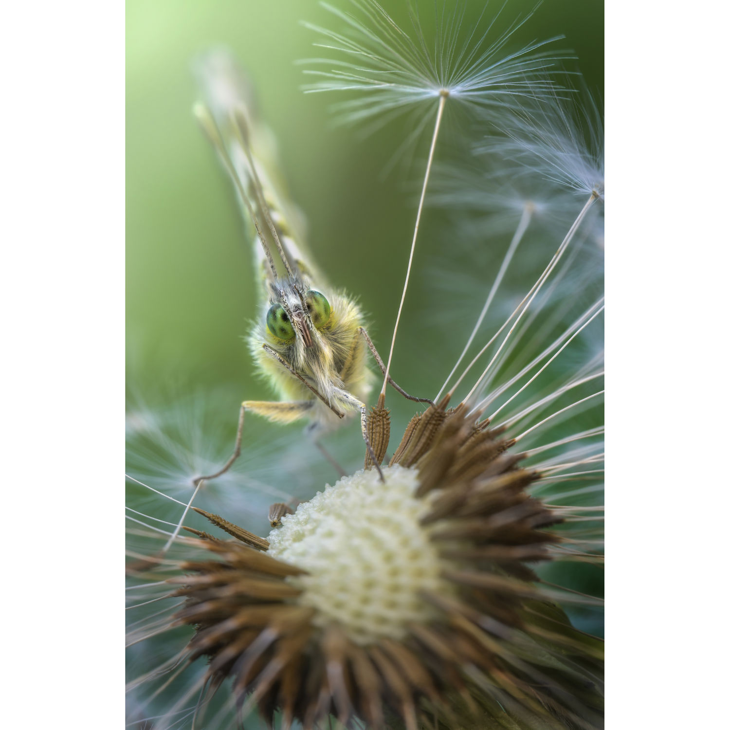 Laowa_100_2-8_APO_4sWK91yotgUPaq